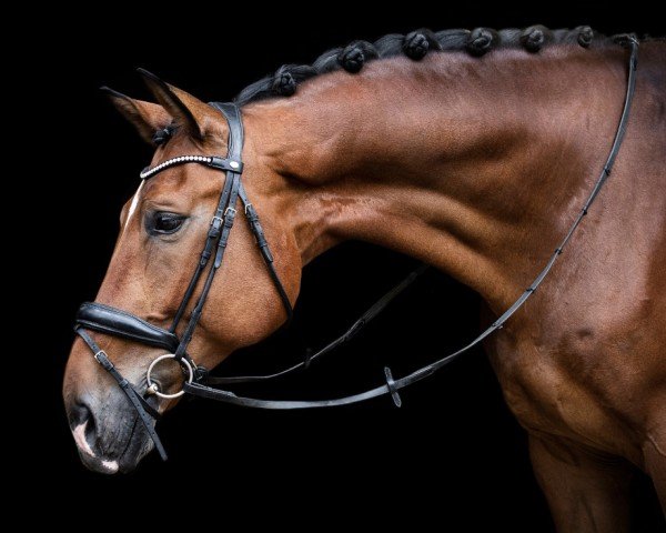 dressage horse Emilio T. (Hanoverian, 2012, from Edward 28)