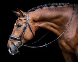 dressage horse Emilio T. (Hanoverian, 2012, from Edward 28)