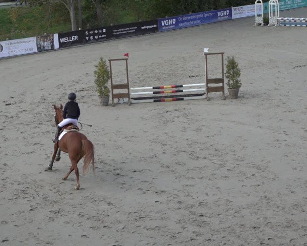 Reitturnier Scharnebeck 2024