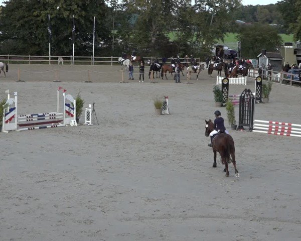 Reitturnier Scharnebeck 2024