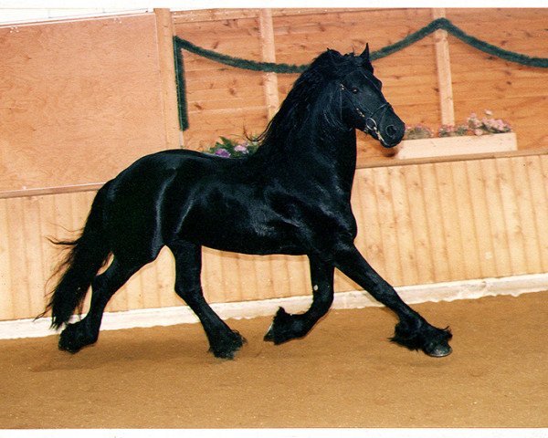 stallion Oetze (Friese, 1988, from Falke 291(Friese))