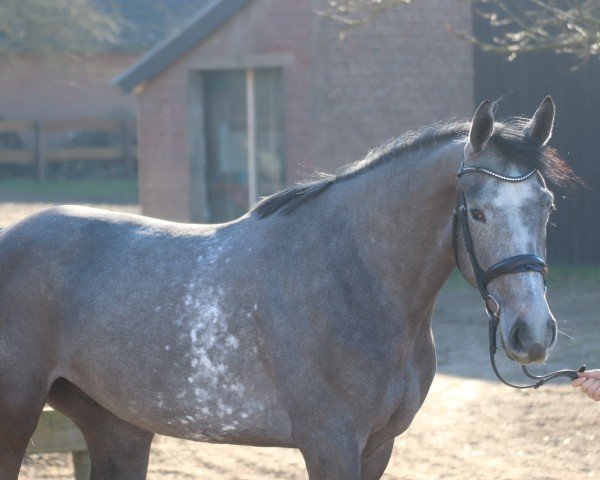jumper Icebear 3 (Holsteiner, 2019, from Ideal de La Loge)
