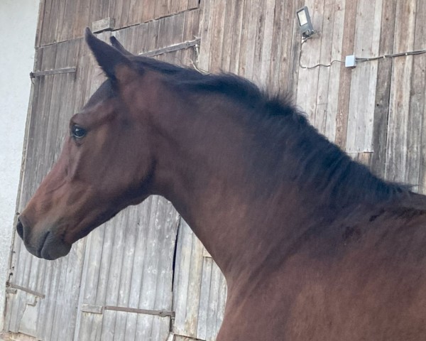 broodmare Signoretta (Holsteiner, 2024, from Clarimo Ask)