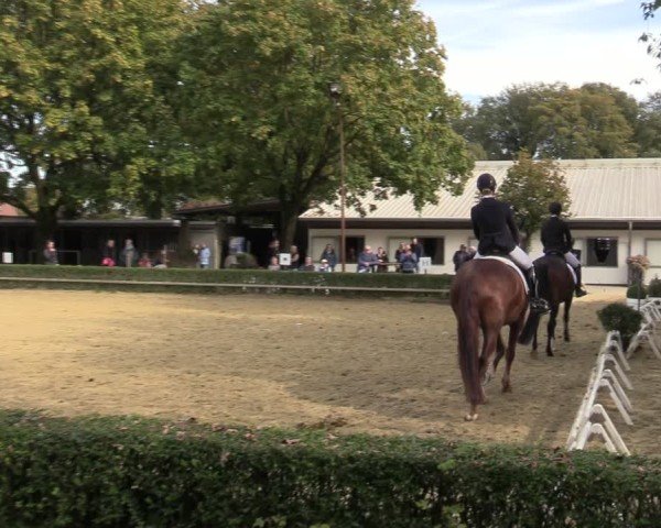 Reitturnier Bottrop-Kirchhellen 2024