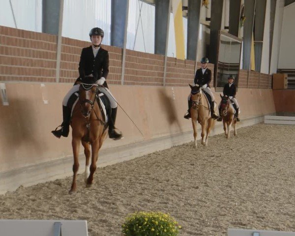 Reitturnier Frechen-Grefrath - Sonnenhof 2024