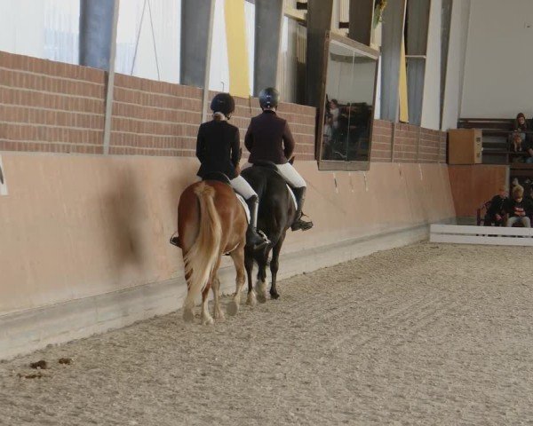 Reitturnier Frechen-Grefrath - Sonnenhof 2024