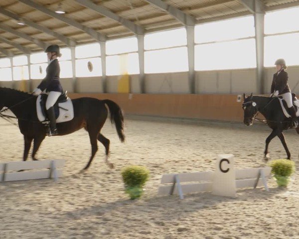 Reitturnier Frechen-Grefrath - Sonnenhof 2024