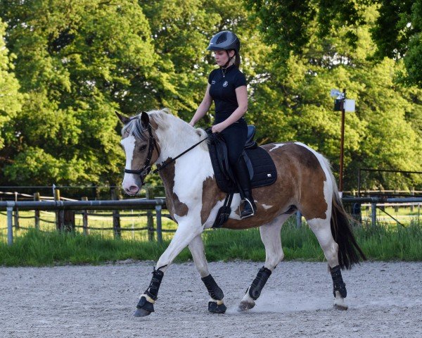 Pferd Miss Granger (Pony ohne Rassebezeichnung, 2018)