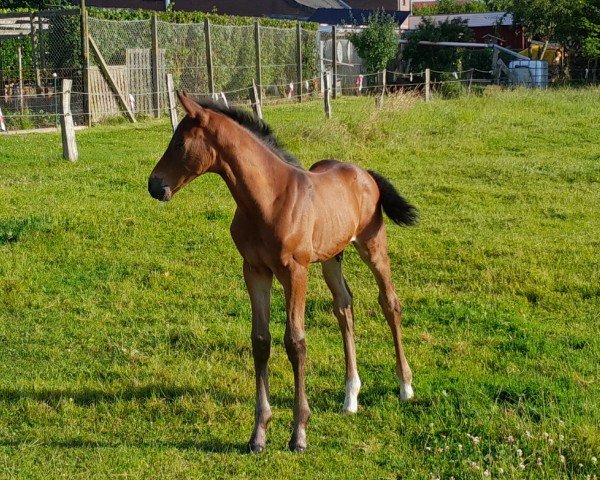 Pferd Hengst von Vigado / Nekton (Holsteiner, 2024, von Vigado)