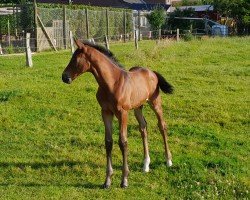Pferd Hengst von Vigado / Nekton (Holsteiner, 2024, von Vigado)