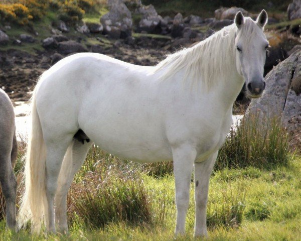 horse Glencarrig Rose Marie (Connemara Pony, 2007, from Glencarrig Prince)