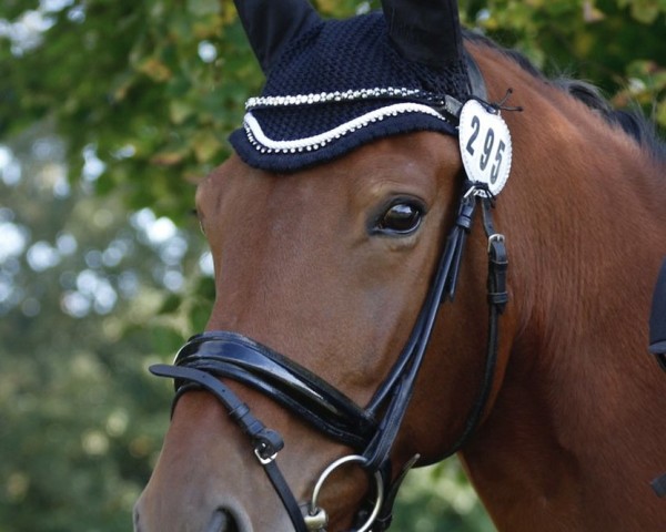 dressage horse Hennessy 126 (KWPN (Royal Dutch Sporthorse), 2012, from Bordeaux 28) dressage horse Hennessy 126 (KWPN (Royal Dutch Sporthorse), 2012, from Bordeaux 28)