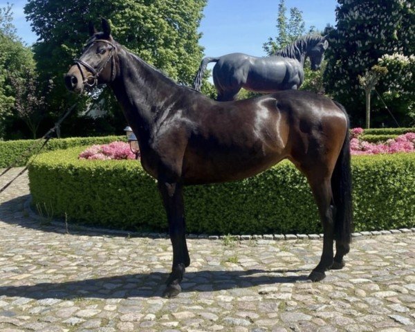 jumper Tabaluga 289 (Holsteiner, 2018, from Toulon)