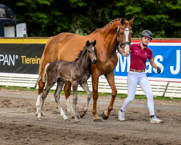 horse Hengst von Diarado / Casalito (Holsteiner, 2024, from Diarado)