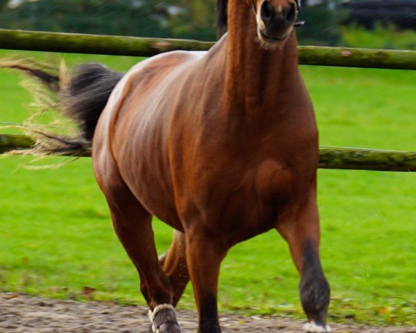 Pferd Hilgenroths Charmeur (Deutsches Reitpony, 2021, von Kastanienhof Cockney Cracker)