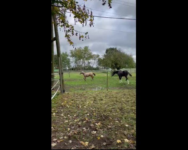 Video von Hilgenroths Charmeur