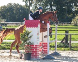 jumper Icaruz (Hanoverian, 2017, from Ideal de La Loge)