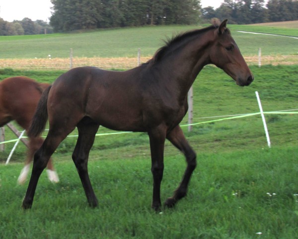 stallion Champagner Breeze (Holsteiner, 2023, from Clarimo Ask)