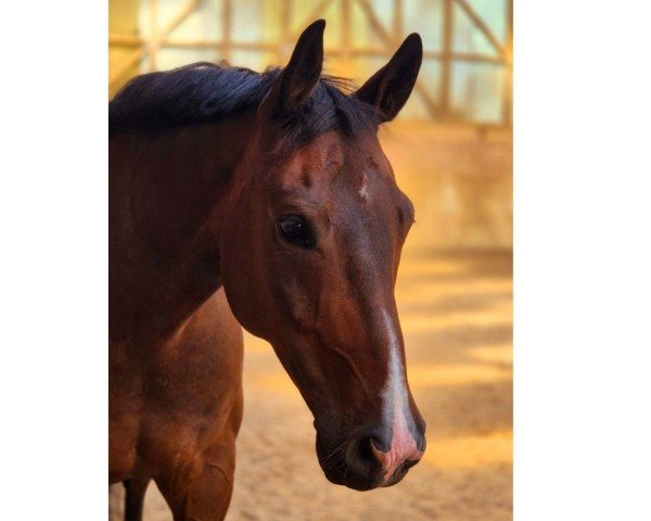 horse Sir Carlton (Westphalian, 2015, from Sir Heinrich OLD)