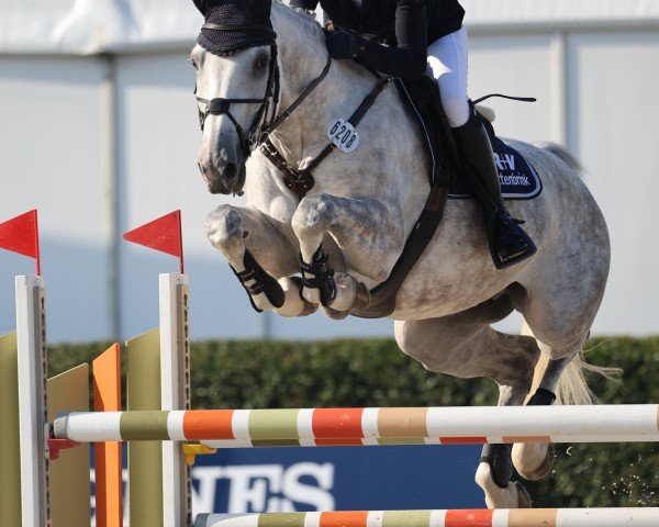 Springpferd Hickstead's Heidi W (Holsteiner, 2018, von HICKSTEAD WHITE)