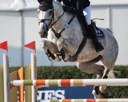 jumper Hickstead's Heidi W (Holsteiner, 2018, from HICKSTEAD WHITE)