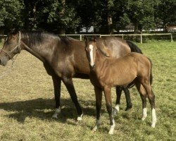 jumper Vinaya 2 (Holsteiner, 2010, from Verdi)