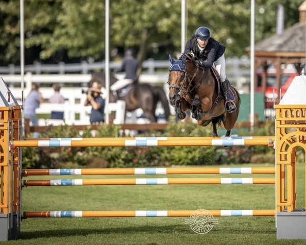 jumper Belle de Muze (Selle Français, 2010, from Ponsee V)