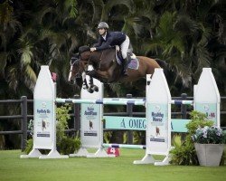 jumper Octavia vd Bisschop (Belgian Warmblood, 2014, from Kannan)