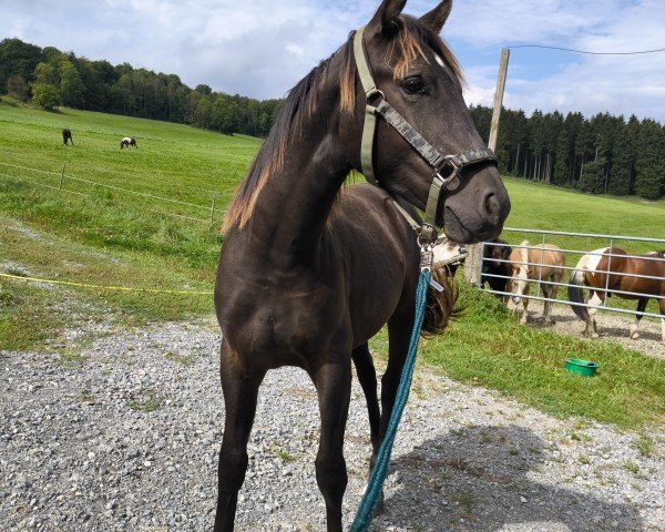 Pferd Survivor R (Deutsches Reitpferd, 2023, von Stanley)