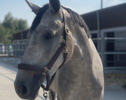 Pferd Fritzenhof's Nikita (Holsteiner, 2020, von Clarimo Ask)