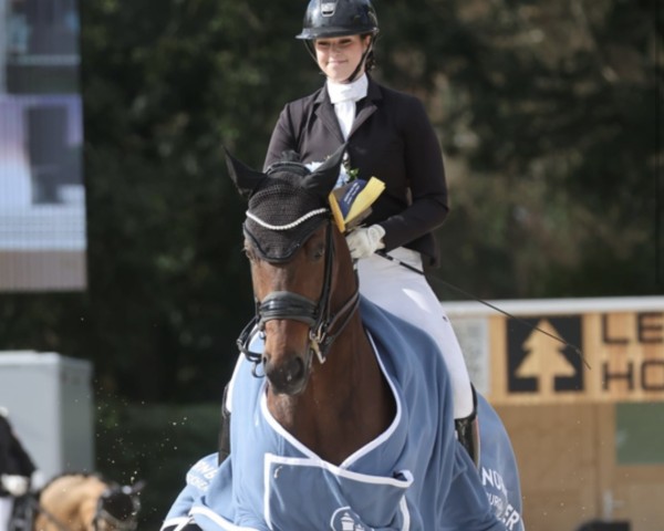 dressage horse Belissimo's Manniboy (German Warmblood, 2012, from Belissimo NRW)