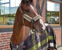 jumper Clueso 31 (Oldenburg show jumper, 2017, from Casino Grande)