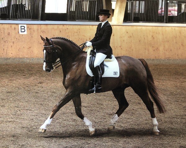 dressage horse St. Tropez 5 (Hanoverian, 1997, from Sion)