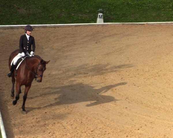 Reitturnier Wels 2024