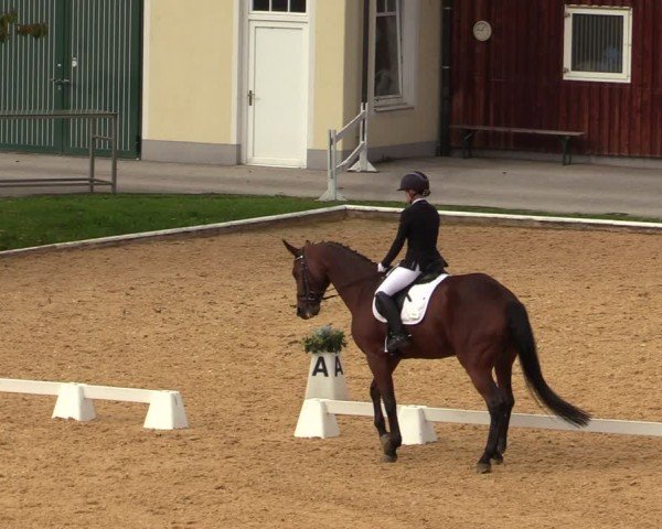 Reitturnier Wels 2024