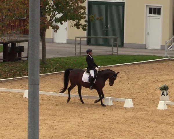 Reitturnier Wels 2024