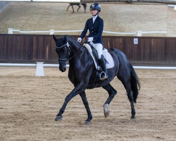 broodmare De Lorena (Hanoverian, 2015, from DeLorean)