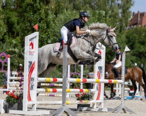 jumper Smokey Dawn (Connemara Pony, 2015, from Thorgal De L'Aubier)