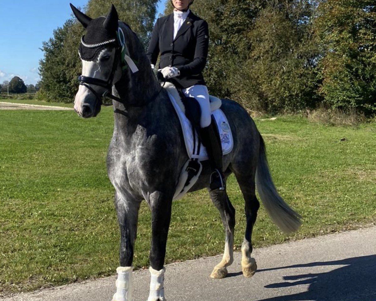 Pferd Designer CS (Oldenburger, 2020, von Dancier Gold FRH)