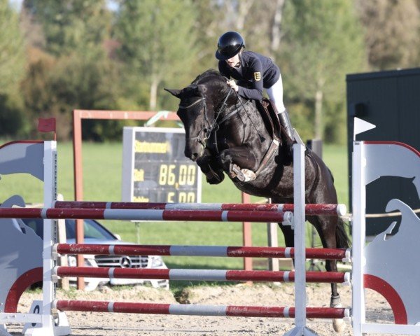 Springpferd Zaz (Deutsches Sportpferd, 2016, von Edward 28)