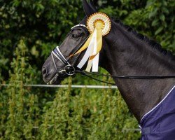 dressage horse Flying Dressage (Hanoverian, 2018, from Fürsten-Look)