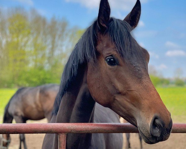 broodmare Fürstin Honey (Hanoverian, 2021, from Fürstenball)