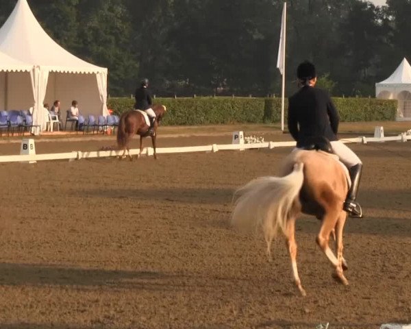 Reitturnier Münster-Handorf 2013