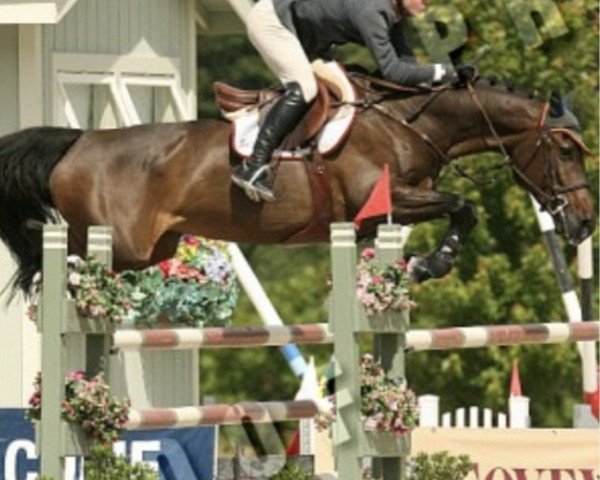 Cavallo da salto G And C Cosmea (Holsteiner, 2004, di Casall Ask)