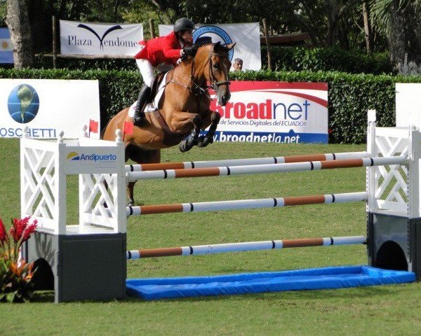 jumper G And C Sacramento (KWPN (Royal Dutch Sporthorse), 1999, from No Limit)