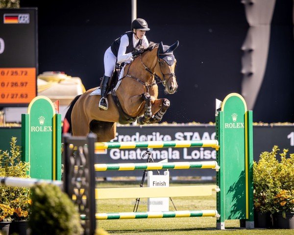 broodmare Guatemala Loisel (Selle Français, 2016, from Lifestyle)
