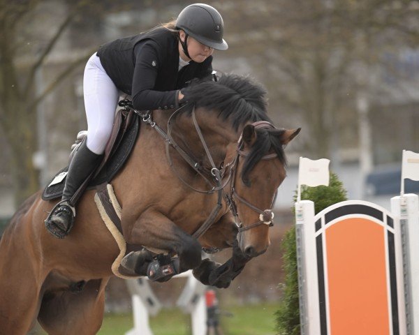 Springpferd Qroquant van het Klaverveld (Belgisches Warmblut, 2016, von Carlow van de Helle)