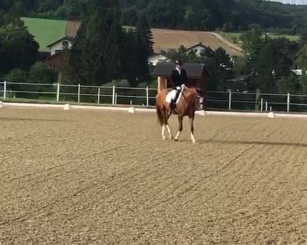 Reitturnier Sieghartskirchen 2019