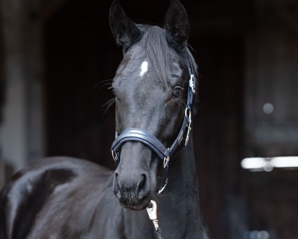 broodmare Dalia (Hanoverian, 2022, from Dameron)
