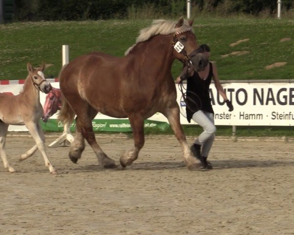horse Lucky Luke (Rhenish-German Cold-Blood, 2024, from Leo von Grüneberg)